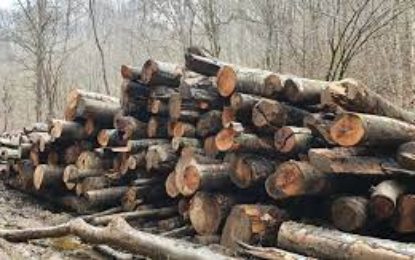 Peste 26 de metri cubi de lemn rotund, expediat fără proveniență legală, confiscat valoric de polițiștii bihoreni