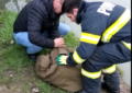 Pompierii orădeni au salvat o lebădă, pe strada Gheorghe Doja