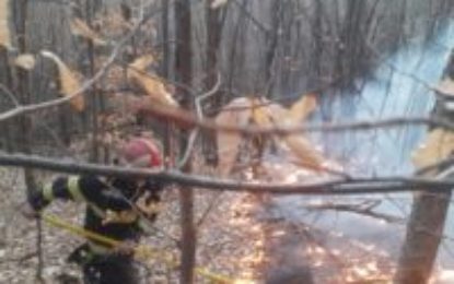 21 Martie – Ziua Internațională a Pădurilor Protejarea pădurilor, o preocupare constantă pentru pompierii bihoreni