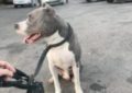 Proprietarul unor câini periculoși și agresivi, care au atacat un alt câine, pe stradă, identificat și sancționat de polițiștii de la protecția animalelor