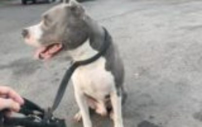 Proprietarul unor câini periculoși și agresivi, care au atacat un alt câine, pe stradă, identificat și sancționat de polițiștii de la protecția animalelor