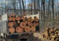 Aproape 50 de metri cubi de material lemnos, fără proveniență legală, confiscați valoric sau faptic de polițiștii bihoreni, în cadrul unei acțiuni