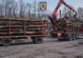 Peste 15 metri cubi de material lemnos, fără proveniență legală și autotrenul cu care era efectuat transportul, confiscați de polițiștii bihoreni, de la un bărbat