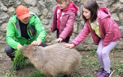 Ziua părinților adoptivi, la Zoo Oradea Capibara, cel mai adoptat animal