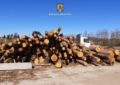 Peste 63 de metri cubi de material lemnos, fără proveniență legală, în valoare de 16.861 de lei, confiscați valoric de polițiștii bihoreni