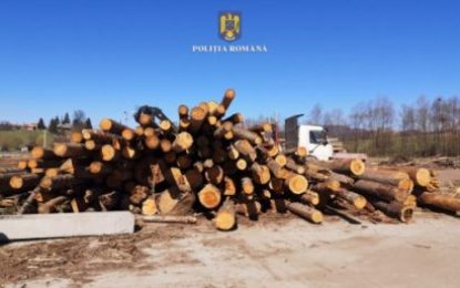 Peste 63 de metri cubi de material lemnos, fără proveniență legală, în valoare de 16.861 de lei, confiscați valoric de polițiștii bihoreni