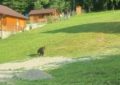 Locuitorii și turiștii din comuna Vârciorog au fost avertizați prin mesaj RO-ALERT, de prezența unui urs în zonă