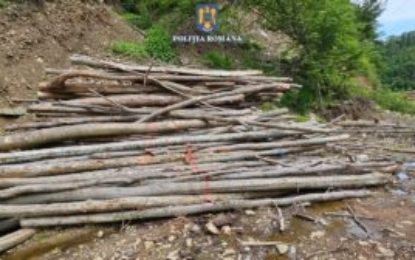 Peste 140 de metri cubi de material lemnos, fără proveniență legală, în valoare de 31.462 de lei, confiscați de polițiștii bihoreni, în cadrul unei acțiuni comune