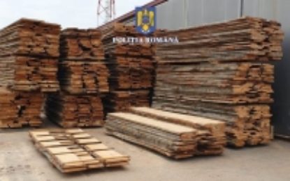 Peste 55 de metri cubi de material lemnos, fără proveniență legală, în valoare de 12.068 de lei, confiscați valoric de polițiștii bihoreni, în cadrul unei acțiuni comune