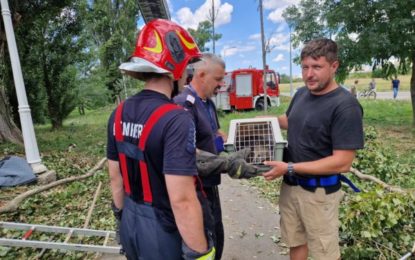 Un ursuleț de la Zoo Oradea a evadat imediat după furtuna din 25 iulie.