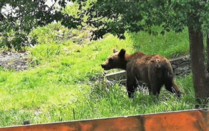 Mesaj Ro-Alert şi în localitatea Felcheriu din cauza unui urs!