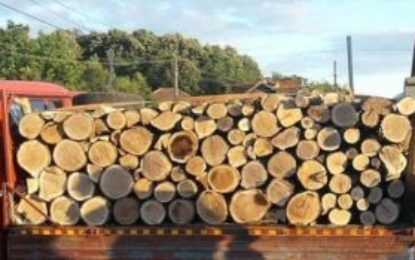 Aproape 27 de metri cubi de material lemnos, fără proveniență legală, confiscați valoric de polițiștii bihoreni, de la o societate comercială