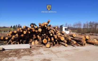 Aproape 75 de metri cubi de material lemnos, fără proveniență legală, în valoare de peste 16.000 de lei, confiscați valoric, de polițiștii bihoreni