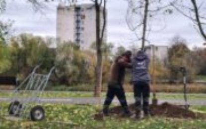 Sute de arbori au fost plantați în ultima lună în Oradea