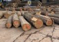 Aproape 140 de metri cubi de material lemnos, fără proveniență legală, în valoare de peste 150.000 de lei, confiscați faptic sau valoric