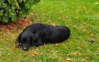 Trei câini, pierduți, și-au regăsit familiile cu sprijinul polițiștilor de la protecția animalelor bihoreni