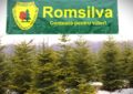 Romsilva pune la vânzare peste 20 de mii de pomi de Crăciun  în sezonul sărbătorilor de iarnă