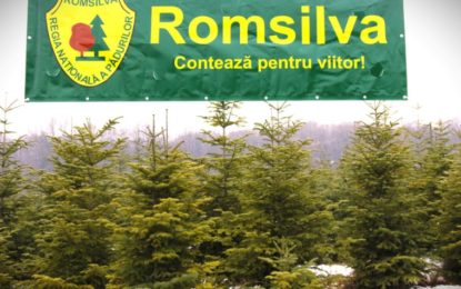 Romsilva pune la vânzare peste 20 de mii de pomi de Crăciun  în sezonul sărbătorilor de iarnă