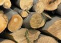 Aproape 96 de metri cubi de material lemnos, fără proveniență legală, în valoare de peste 22.000 de lei, confiscați valoric de polițiștii de la delicte silvice, de la un transportator autorizat