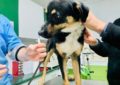 Orădenii deținători de câini nemicrocipați aparținând rasei comune sunt așteptați la cabinetele veterinare