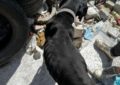 Animale aflate în pericol, salvate de polițiștii de la protecția animalelor din Bihor