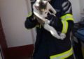 O pisică blocată între două clădiri din Oradea, salvată de pompieri