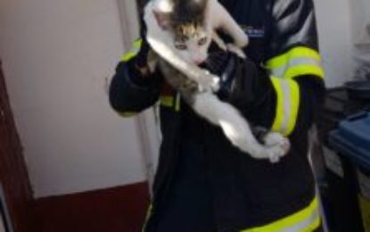 O pisică blocată între două clădiri din Oradea, salvată de pompieri