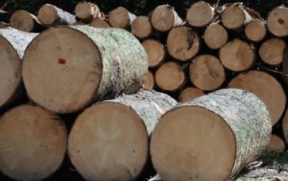 Peste 100 de metri cubi de lemne de foc, fără proveniență legală, în valoare de peste 24.000 de lei, confiscați valoric de polițiștii de la delicte silvice