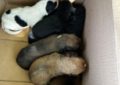 Pui de câine abandonați, salvați de polițiștii de la protecția animalelor din Bihor