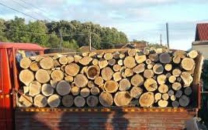 Peste 58 de metri cubi de lemne de foc, fără proveniență legală, în valoare de peste 15.500 de lei, confiscați valoric de polițiști