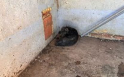 Doi câini salvați de polițiștii de la protecția animalelor din Bihor