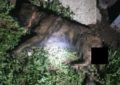 Un bărbat, cercetat pentru schingiuirea animalelor, amenințare și distrugere, reținut de polițiștii de la protecția animalelor din Bihor