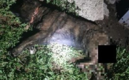 Un bărbat, cercetat pentru schingiuirea animalelor, amenințare și distrugere, reținut de polițiștii de la protecția animalelor din Bihor