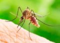 Informații detaliate pentru prevenirea infecției cu virusul West Nile