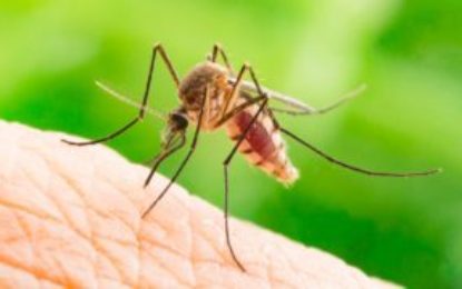 Informații detaliate pentru prevenirea infecției cu virusul West Nile