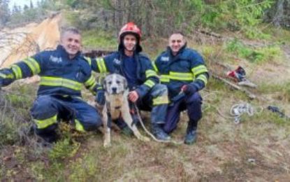 Câine căzut într-o ravenă, salvat de pompierii bihoreni