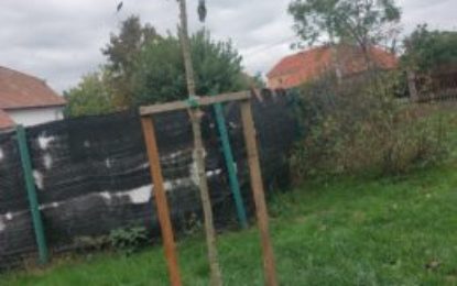 Vor fi înlocuiți arborii uscați din Oradea aflați în garanție