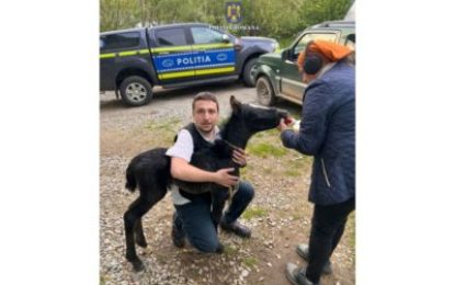 Acțiune comună, a polițiștilor de la protecția animalelor din Bihor, pentru verificarea condițiilor de îngrijire a câinilor