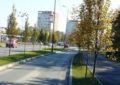 Primăria Oradea pregătește plantarea a 2500 de arbori în acest sezon