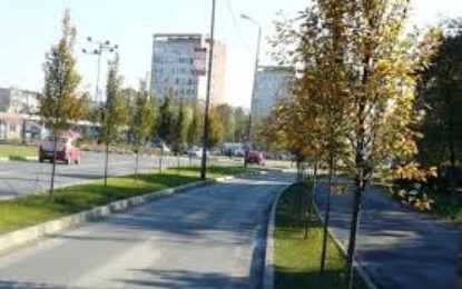 Primăria Oradea pregătește plantarea a 2500 de arbori în acest sezon