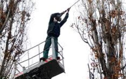 Lucrări de toaletare și doborâre arbori în perioada 22 – 25 aprilie