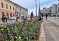 5600 de flori au fost plantate de angajații Primăriei Oradea în zona Centrului Civic