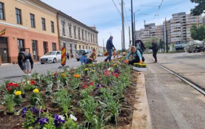 5600 de flori au fost plantate de angajații Primăriei Oradea în zona Centrului Civic