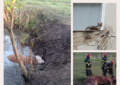 Misiuni de salvare animale ale pompierilor bihoreni