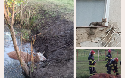 Misiuni de salvare animale ale pompierilor bihoreni