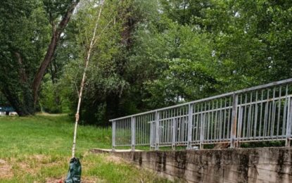 Arborii tineri, vandalizați în urma petrecerilor de 1 Mai în zona Silvaș