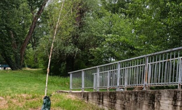 Arborii tineri, vandalizați în urma petrecerilor de 1 Mai în zona Silvaș