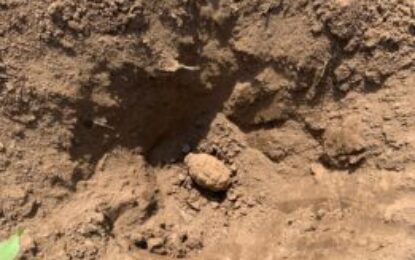 Grenade și elemente de muniție descoperite în Leș