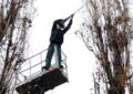 Lucrări de toaletare și doborât arbori în perioada 19-23 mai