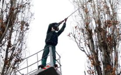 Lucrări de toaletare și doborâre a arborilor în cartierul Rogerius, în perioada 12–16 mai